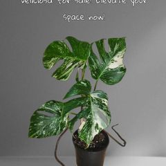 Stunning Highly Variegated Monstera Albo  Established Healthy as pictured