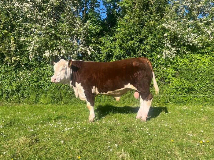 Pedigree Hereford Bull