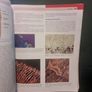 Oral Anatomy, Histology and Embryology Image 7
