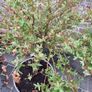Salix Integra Flamingo small tree Image 3