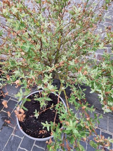 Salix Integra Flamingo small tree