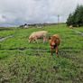 Organic bullocks for sale Image 6