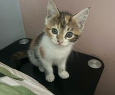 kittens