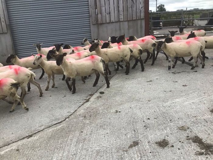 Hogget Ewes for sale, ideal for breeding