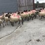 Hogget Ewes for sale, ideal for breeding Image 2