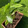 Monstera Deliciosa House Plant x 3 in Rectangular Window Planter Image 2