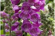Pink Foxglove seeds