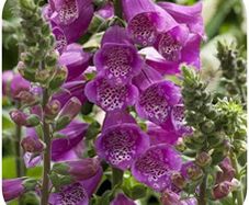 Pink Foxglove seeds