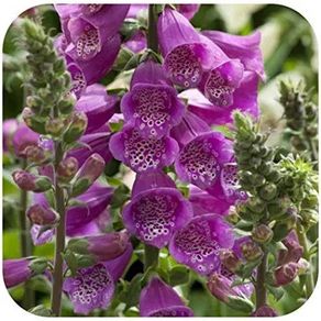 Pink Foxglove seeds