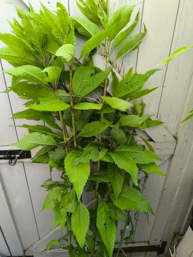 garden plants