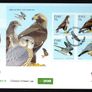 2010 Ireland Fauna and Flora Birds of Prey Commemorative Stamps Miniature Sheet An Post First Day Cover (FDC) Image 3
