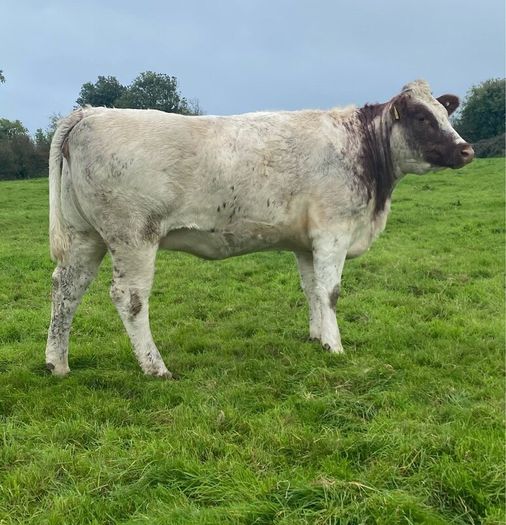 Genotyped Roan Shorthorn In Calf Heifer
