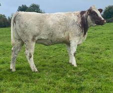 Genotyped Roan Shorthorn In Calf Heifer