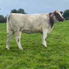 Genotyped Roan Shorthorn In Calf Heifer