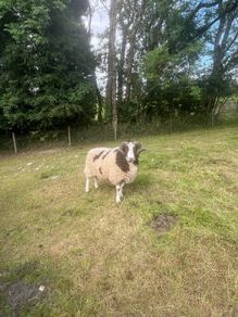 Jacob Sheep