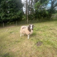 Jacob Sheep