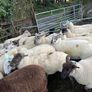 Hogget ewe Image 4