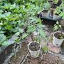 mature tomato plants (6) (mostly red,yellow,black cherry) or sold separately Image 2