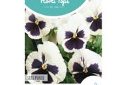 HT Pansy Silverbride Viola Seeds 0.4g | Sow in July
