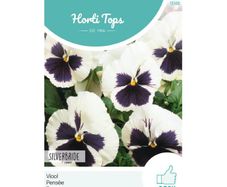 HT Pansy Silverbride Viola Seeds 0.4g | Sow in July