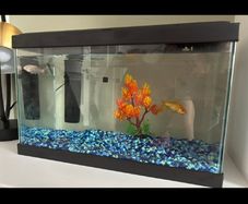 Fish tank