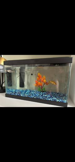 Fish tank