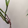 No.4 Monstera Adansonii Mint need bright light for mint to come back Image 6