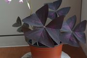 Oxalis Triangularis 'Purple Shamrock' bulbs - last one
