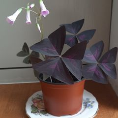 Oxalis Triangularis 'Purple Shamrock' bulbs