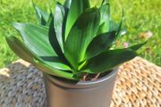 Sansevieria Hahnii in a grey pot