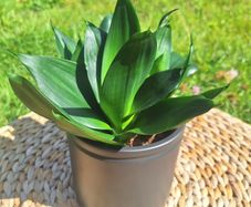 Sansevieria Hahnii in a grey pot