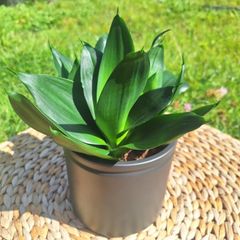Sansevieria Hahnii in a grey pot