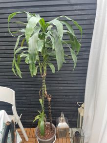 House Plant