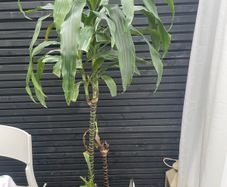 House Plant