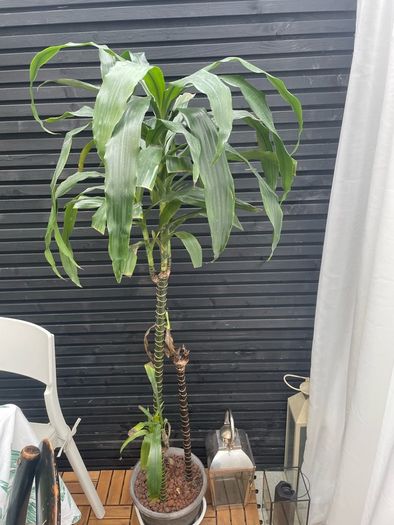 House Plant
