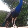 Peafowl hatching eggs Image 7