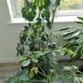 schefflera plant Image 7
