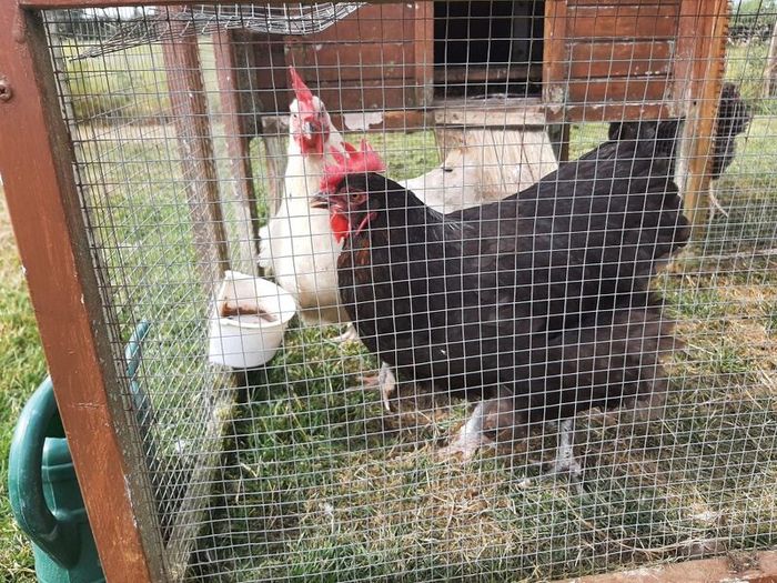 2 Free Hens