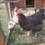 2 Free Hens Image 2