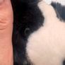 Keel Toys Jessie Border Collie Black White Dog Soft Plush approx. 25 cm. Blue Collar Used Please see photos Image 9
