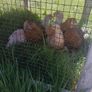 chickens Image 4