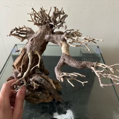 WIO Bonsai Arboretum aquatic decoration