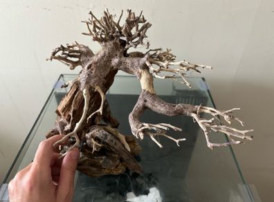 WIO Bonsai Arboretum aquatic decoration