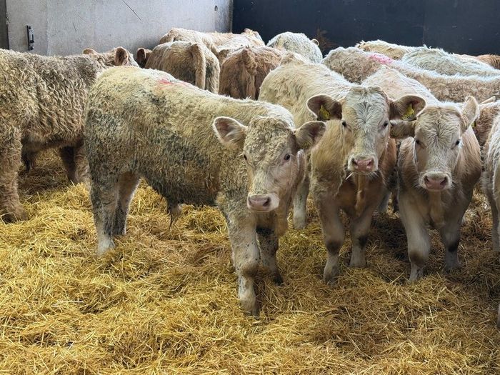 Charolais Bull Calves