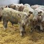 Charolais Bull Calves Image 9