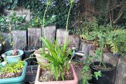 Agapanthus