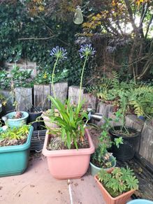 Agapanthus