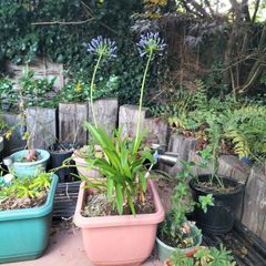 Agapanthus
