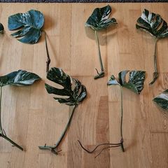 monstera
