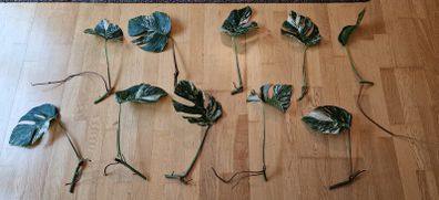 monstera